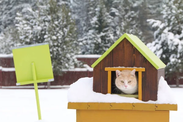 Červená Kočka Sedí Dřevěném Domku Před Zelenou Lopatou Pozadí Zimní — Stock fotografie