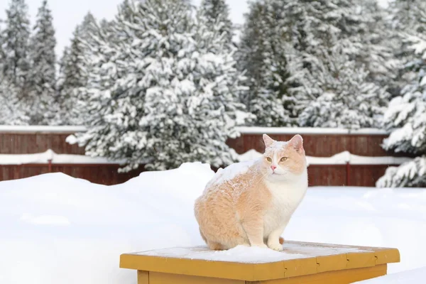 Karla Kaplı Kırmızı Bir Kedi Sarı Ahşap Bir Masada Kar — Stok fotoğraf