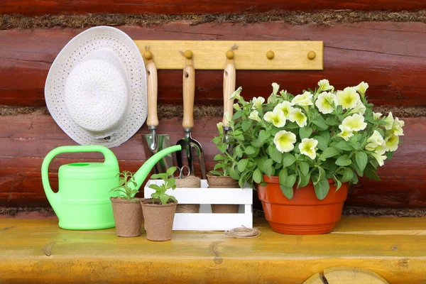 黄色い木のベンチには 丸太の壁に掛けられた園芸用具を背景にした苗木とペチュニアの花のポットがあります — ストック写真