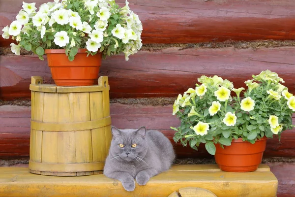 페튜니아 의자에는 고양이가 통나무 뒤에는 — 스톡 사진