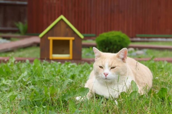 Gato Vermelho Está Sentado Frente Casa Estimação Pelo Thuja Jardim — Fotografia de Stock