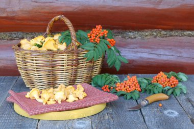Orman böğürtlenli taze chanterelle mantarları ahşap arka planda bir masada.. 