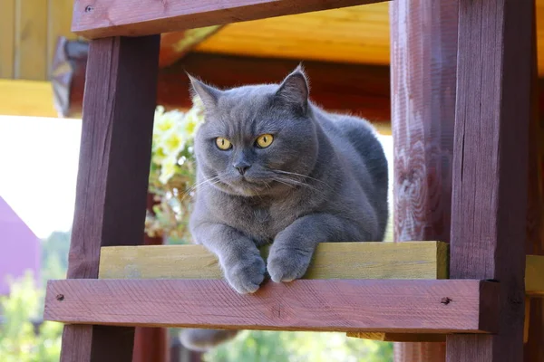 Gato Cinza Está Sentado Uma Escada Madeira Perto Uma Casa — Fotografia de Stock