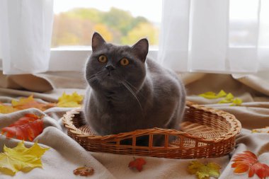 Gri bir kedi, sonbahar manzarasının arka planında, pencerenin önündeki yaprakların arasında hasır sepette oturuyor..