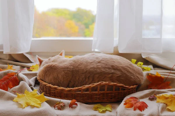 Červená Kočka Proutěném Koši Mezi Listím Před Oknem Pozadí Podzimní — Stock fotografie