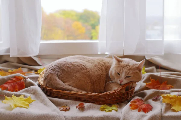 Červená Kočka Proutěném Koši Mezi Listím Před Oknem Pozadí Podzimní — Stock fotografie