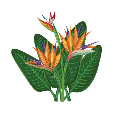 cennet kuşu çiçeği illüstrasyon