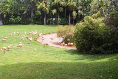Pembe flamingolar tropikal bir parktaki göletin yanında toplandılar. Zarif uzun bacaklı egzotik kuşlar ve parlak gün ışığında yeşil çimlerle beslenen eğri boyunlu kuşlar. Vahşi yaşam ve doğa kavramı.
