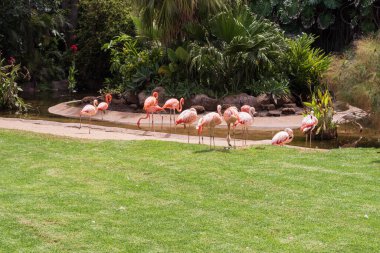 Pembe flamingolar tropikal bir parktaki göletin yanında toplandılar. Zarif uzun bacaklı egzotik kuşlar ve parlak gün ışığında yeşil çimlerle beslenen eğri boyunlu kuşlar. Vahşi yaşam ve doğa kavramı.