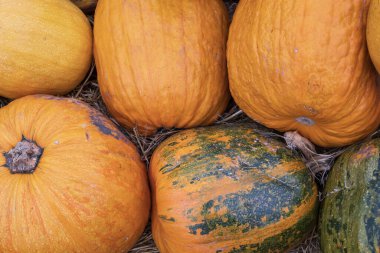 Ripe pumpkins of different shapes and colors lying together after harvest. Autumn vegetable crop background, symbol of fall, farming, Thanksgiving, and organic agriculture concept.