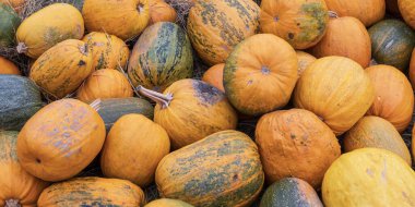 Ripe pumpkins of different shapes and colors lying together after harvest. Autumn vegetable crop background, symbol of fall, farming, Thanksgiving, and organic agriculture concept.