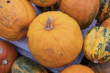 Ripe pumpkins of different shapes and colors lying together after harvest. Autumn vegetable crop background, symbol of fall, farming, Thanksgiving, and organic agriculture concept.