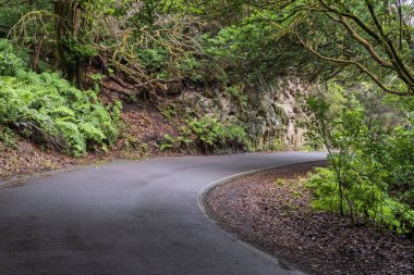 Curved wet road surrounded by tropical vegetation and ferns in Anaga Rural Park, Tenerife. Peaceful nature scene, travel, tourism and adventure landscape of Canary Islands forest.