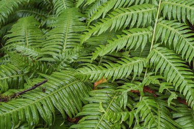 Vibrant green fern leaves with rich texture and details, tropical foliage background in rainforest, eco natural pattern and organic plant design, symbol of nature and freshness.
