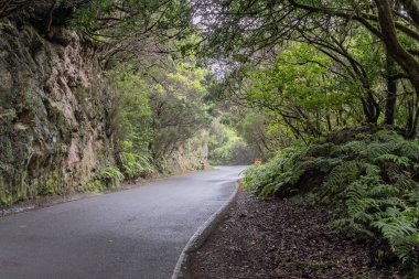 Curved wet road surrounded by tropical vegetation and ferns in Anaga Rural Park, Tenerife. Peaceful nature scene, travel, tourism and adventure landscape of Canary Islands forest.