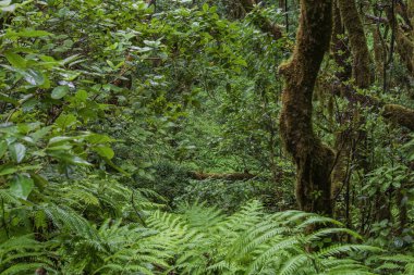 Curved wet road surrounded by tropical vegetation and ferns in Anaga Rural Park, Tenerife. Peaceful nature scene, travel, tourism and adventure landscape of Canary Islands forest.