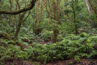 Curved wet road surrounded by tropical vegetation and ferns in Anaga Rural Park, Tenerife. Peaceful nature scene, travel, tourism and adventure landscape of Canary Islands forest.