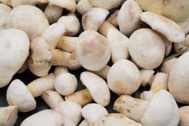 Fresh forest Suillus mushrooms cleaned and ready to cook. Natural organic fungi background, healthy seasonal ingredient for vegetarian dishes, rustic autumn harvest concept.