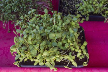 Close view of organic microgreens in trays. Natural healthy food for vegan diet, salad and raw eating. Fresh plant background for agriculture and wellness.