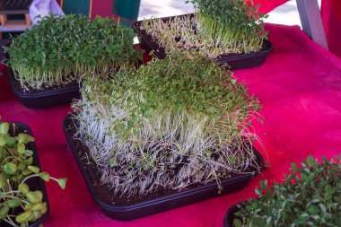 Close view of organic microgreens in trays. Natural healthy food for vegan diet, salad and raw eating. Fresh plant background for agriculture and wellness.