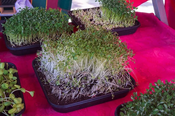 Close view of organic microgreens in trays. Natural healthy food for vegan diet, salad and raw eating. Fresh plant background for agriculture and wellness.