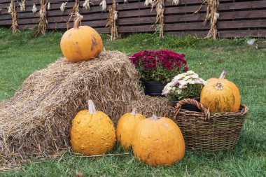 Saman balyalarının üzerinde balkabakları olan kompozisyonu toplayın. Sonbaharın ılık doğal tonları kırsal tarım, tarım yaşam tarzı ve organik mevsimsel ürünleri sembolize eder..