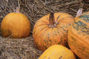 Saman balyalarının üzerinde balkabakları olan kompozisyonu toplayın. Sonbaharın ılık doğal tonları kırsal tarım, tarım yaşam tarzı ve organik mevsimsel ürünleri sembolize eder..