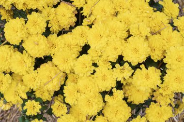 Güzel sarı kasımpatılar yoğun bir çiçek arkaplanı oluşturuyor. Tasarım, dekorasyon, doğa temaları ve parlak botanik duvar kağıdı kavramları için doğal çiçek dokusu.