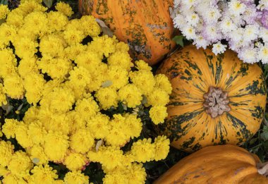Autumn pumpkins and colorful chrysanthemums close up, seasonal harvest background