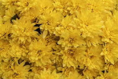 Güzel sarı kasımpatılar yoğun bir çiçek arkaplanı oluşturuyor. Tasarım, dekorasyon, doğa temaları ve parlak botanik duvar kağıdı kavramları için doğal çiçek dokusu.