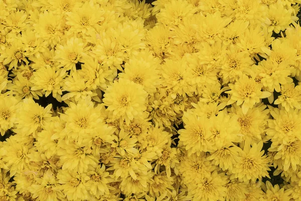 Güzel sarı kasımpatılar yoğun bir çiçek arkaplanı oluşturuyor. Tasarım, dekorasyon, doğa temaları ve parlak botanik duvar kağıdı kavramları için doğal çiçek dokusu.