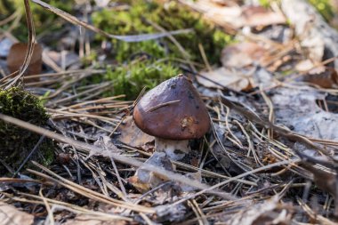 Vahşi kahverengi Suillus mantarları çam iğneleri, yosunlar ve kuru yapraklar arasında doğal orman ortamında yetişir. Sonbahar yenilebilir mantarlar, organik gıda arka planı ve mevsimsel doğa makro fotoğrafçılığı..