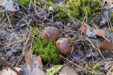Vahşi kahverengi Suillus mantarları çam iğneleri, yosunlar ve kuru yapraklar arasında doğal orman ortamında yetişir. Sonbahar yenilebilir mantarlar, organik gıda arka planı ve mevsimsel doğa makro fotoğrafçılığı..