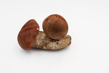 Beyaz arkaplanda izole edilmiş turuncu huş ağacı boleti mantarı