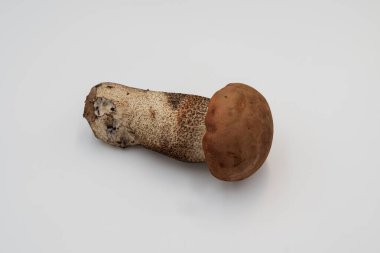 Beyaz arka planda yabani portakal huş ağacı mantarı. Parlak turuncu şapkalı ve kalın gövdeli yenilebilir orman mantarı, sonbahar hasadının ve organik sağlıklı gıdanın sembolü..