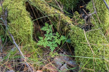 Yosun ve çam iğneleri arasında büyüyen taze orman bitkisi. Gün ışığında vahşi bitki örtüsünü ve orman ekosistemini gösteren yakın çekim doğal bileşimi.
