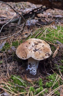 Yosun ve çam çöpünde yetişen taze mantarların doğal orman yakın çekimi. Sonbahar orman manzarası vahşi mantarları ve organik büyümeyi temsil ediyor..