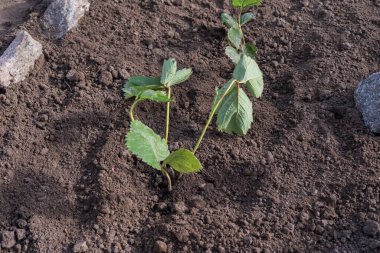Çilek bitkisi, bahçe toprağına ekilmeden önce görünür kök sistemine sahip. Tarım ve organik bahçe geçmişi filizlenme hazırlıklarını gösteriyor.