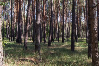 Uzun şortlu, güneş ışığı ve yeşil çayırlı güzel bir çam ormanı. Doğa, ormanlık alandaki sükuneti, temiz havayı ve ekolojik uyumu sembolize eder..