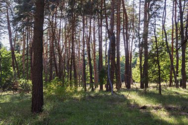 Uzun şortlu, güneş ışığı ve yeşil çayırlı güzel bir çam ormanı. Doğa, ormanlık alandaki sükuneti, temiz havayı ve ekolojik uyumu sembolize eder..