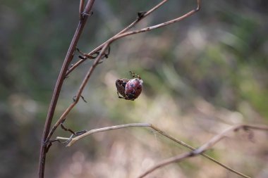 Kuru bir dalda ağına takılmış uğur böceği yiyen bir örümceğin makro görüntüsü. Görünür böcek dokuları ve bulanık arka plan. Biyoloji, vahşi yaşam, besin zinciri ve ekoloji temaları için uygundur.