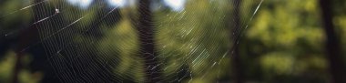 Ormanda güneş altında parlayan bir örümcek ağı. Doğal tabiat düzeni güzelliği, kırılganlığı ve açık havada yaşamın bağlantısını sembolize eder..