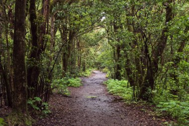 Tenerife 'deki Anaga Kırsal Parkı' nın defne ormanında güzel ıslak patika. Yoğun yeşil ağaçlar, yağmurdan sonraki taze yapraklar, doğayı, seyahati ve vahşi doğayı simgeliyor..