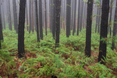 Uzun çam gövdeleri ve Tenerife 'de yetişen yemyeşil eğreltiotlarıyla puslu dağ ormanları. Doğa geçmişi, seyahat makaleleri, yürüyüş terfisi, ekoloji kavramları ve botanik görseller için mükemmel..