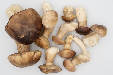 Beyaz arka planda organik porcini mantarları