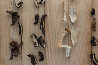 Dilimlenmiş yabani mantar sıraları iplerle işlenmiş ve ahşap tahtalarda kurutuluyor. Yiyeceği korumak için geleneksel yöntem, yemek pişirmek için doğal organik malzeme, kırsal mutfak konsepti.