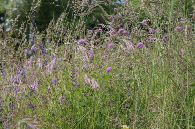 Uzun otlar ve küçük sarı çiçekli yeşil yapraklarla çevrili renkli yabani çayır çiçekleri. Doğal alan sahnesi doğa, botanik ve kırsal yaz teması için idealdir..