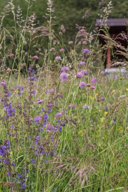Uzun otlar ve küçük sarı çiçekli yeşil yapraklarla çevrili renkli yabani çayır çiçekleri. Doğal alan sahnesi doğa, botanik ve kırsal yaz teması için idealdir..