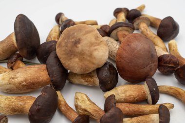 Kahverengi şapkalı ve beyaz arka plana serpilmiş taze saplı çeşitli orman mantarları. Doğal yenilebilir hasat yemek, organik gıda ve kırsal mutfak kavramları için mükemmeldir..