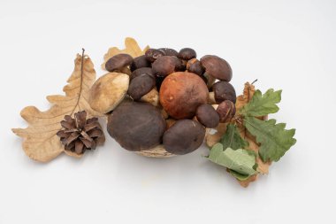 Beyaz arka planda kırsal bir sepete yerleştirilmiş yabani boletus mantarları koleksiyonu. Doğal organik orman yemekleri, sonbahar hasadı ve sağlıklı mutfak malzemeleri..